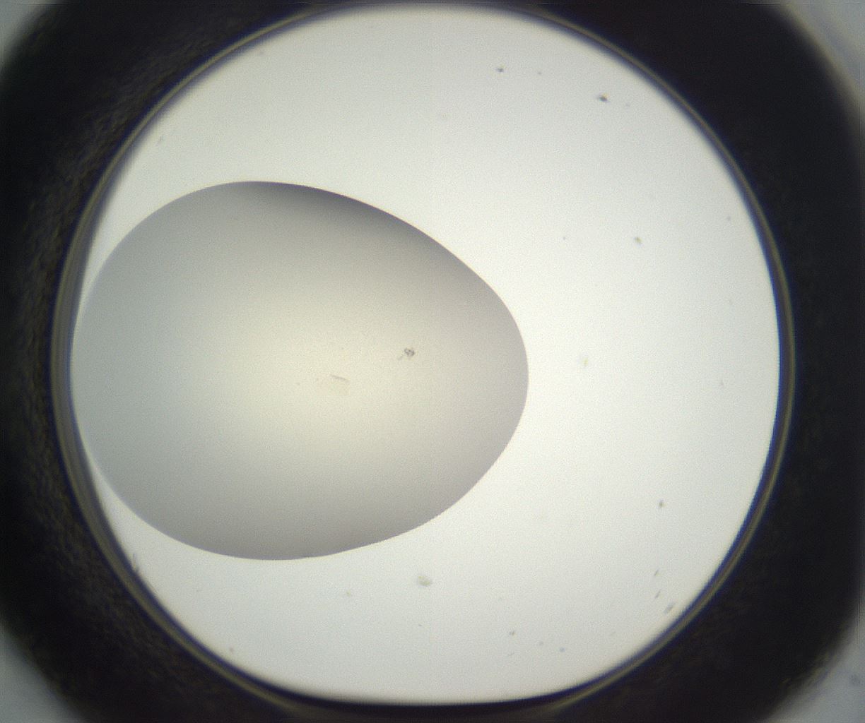 folderID298_plateID3298_batchID20786_wellNum54_profileID1_d1_r290601_ef.jpg
