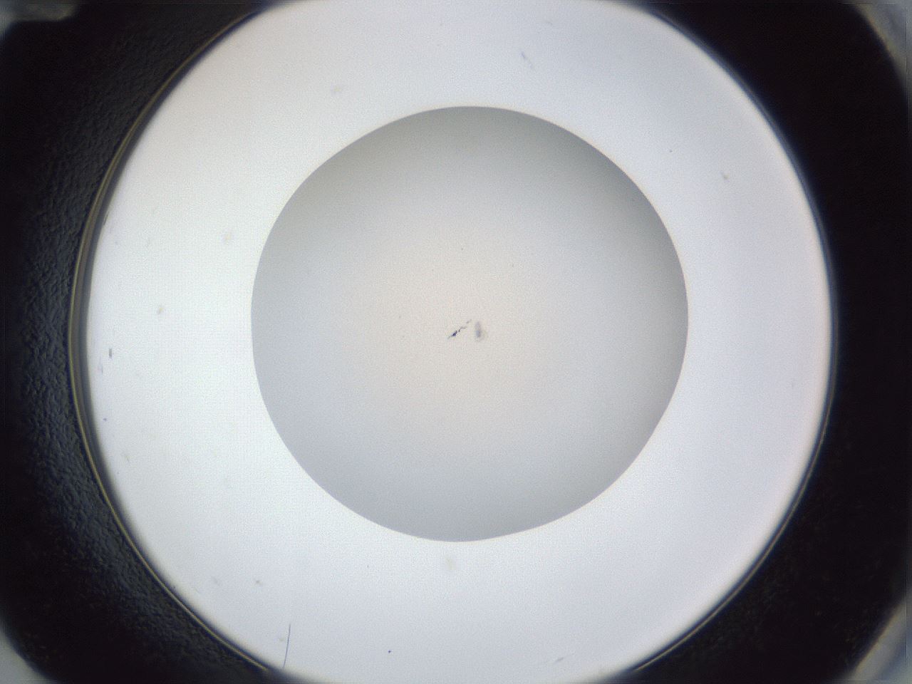folderID29_plateID1029_batchID1918_wellNum84_profileID1_d2_r44299_ef.jpg