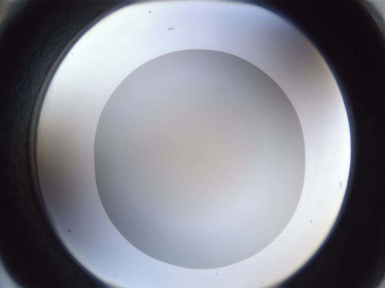 folderID29_plateID1029_batchID2453_wellNum76_profileID1_d2_r44283_ef.jpg