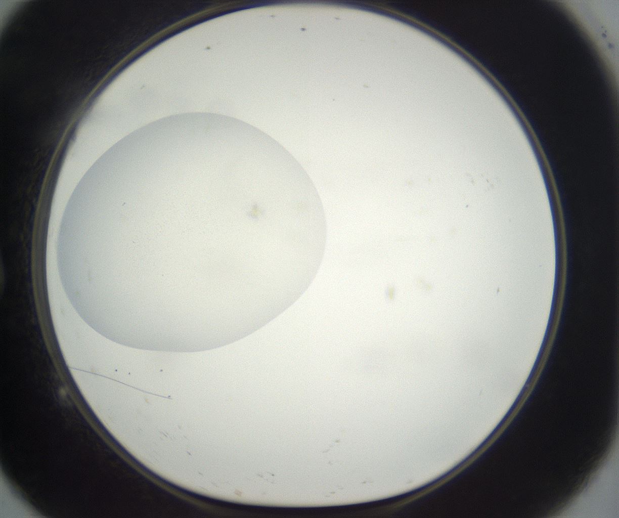 folderID298_plateID3298_batchID18842_wellNum9_profileID1_d1_r290556_ef.jpg
