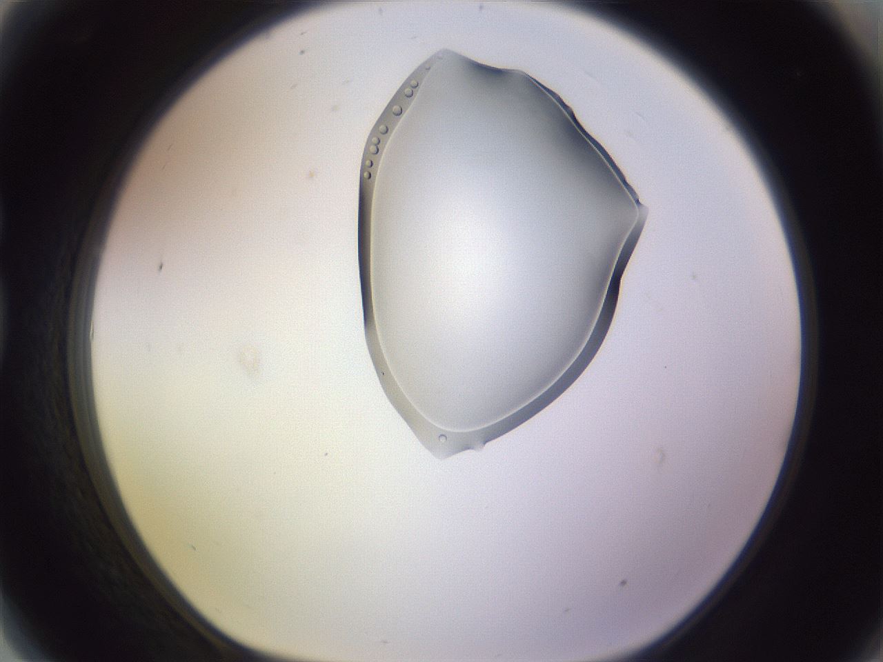 folderID279_plateID1279_batchID3891_wellNum81_profileID1_d1_r75032_ef.jpg