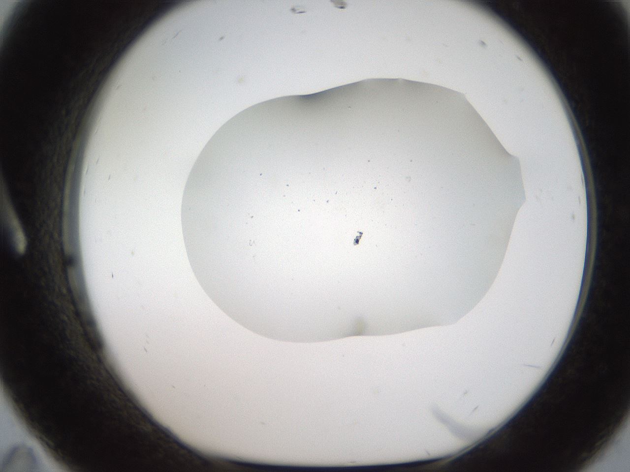 folderID307_plateID2307_batchID11070_wellNum11_profileID1_d1_r162785_ef.jpg