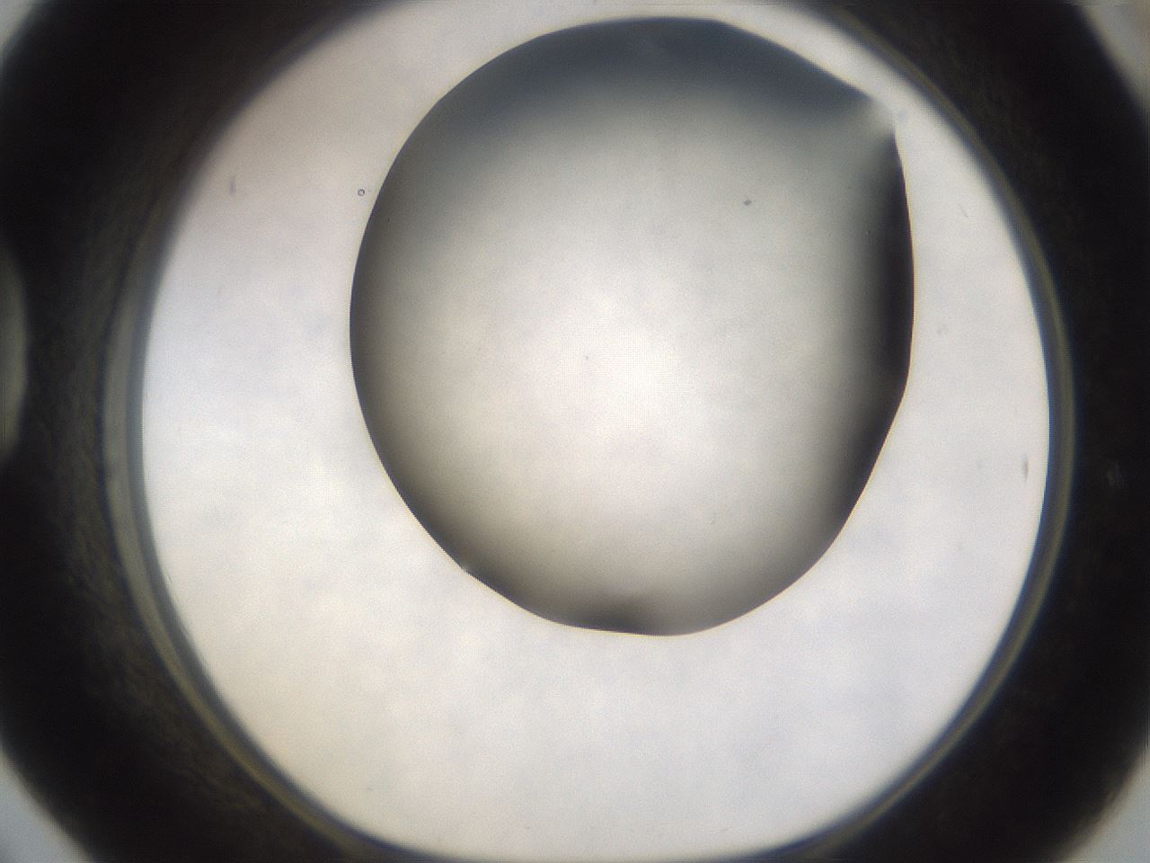 folderID309_plateID3309_batchID18997_wellNum42_profileID1_d1_r291328_ef.jpg