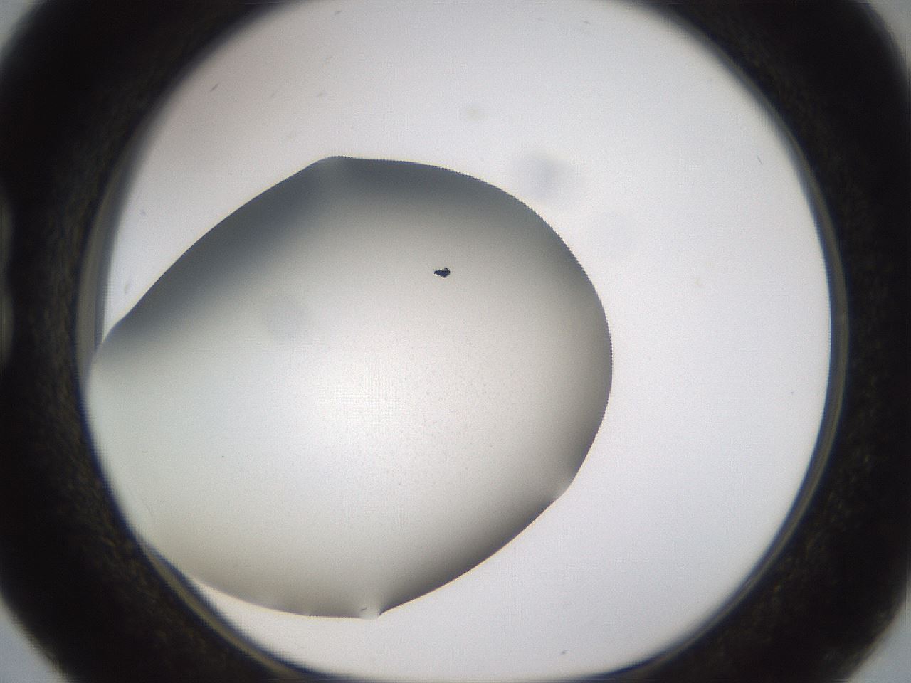 folderID309_plateID3309_batchID18998_wellNum16_profileID1_d1_r291276_ef.jpg