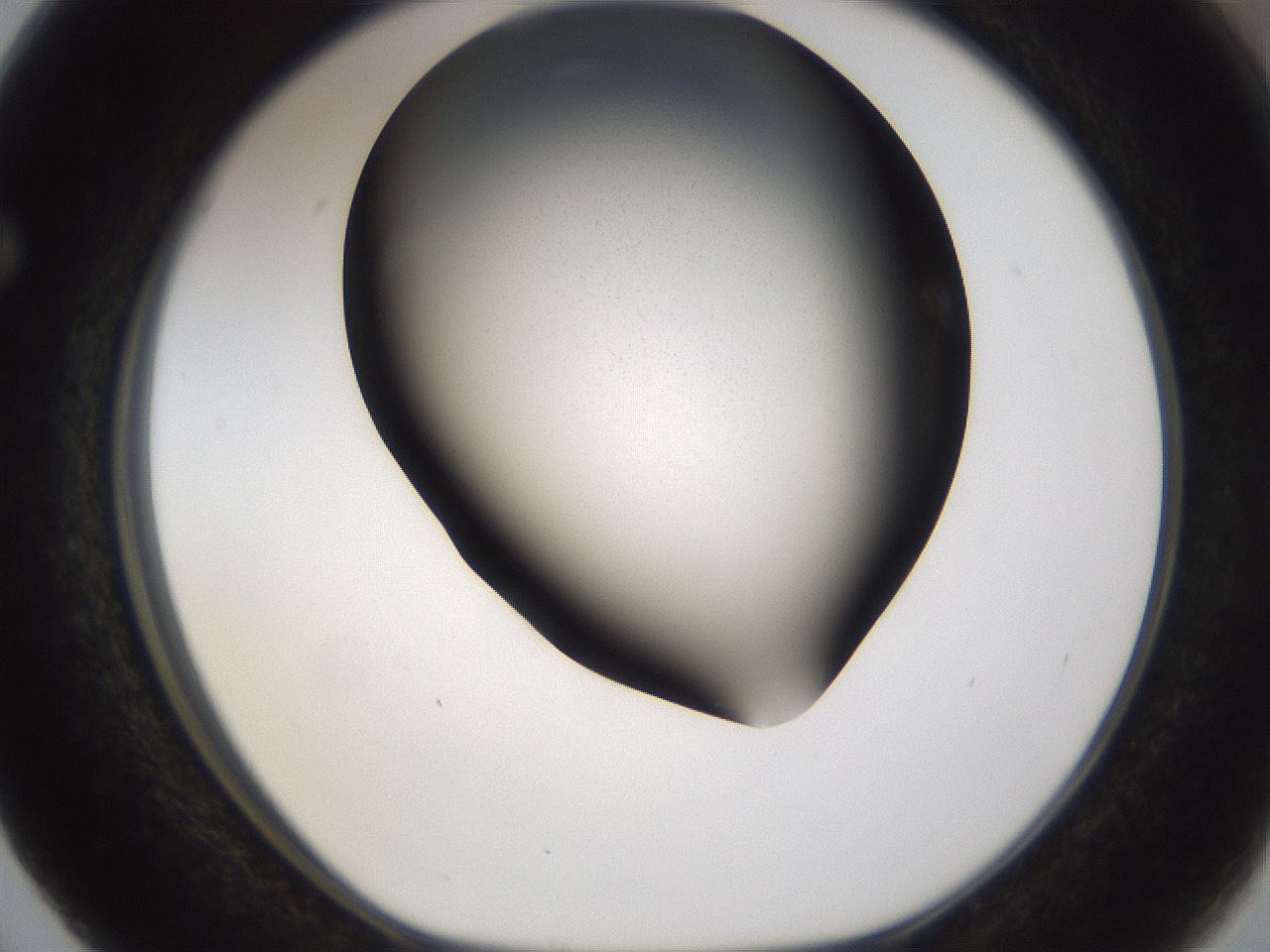 folderID309_plateID3309_batchID19474_wellNum63_profileID1_d1_r291370_ef.jpg