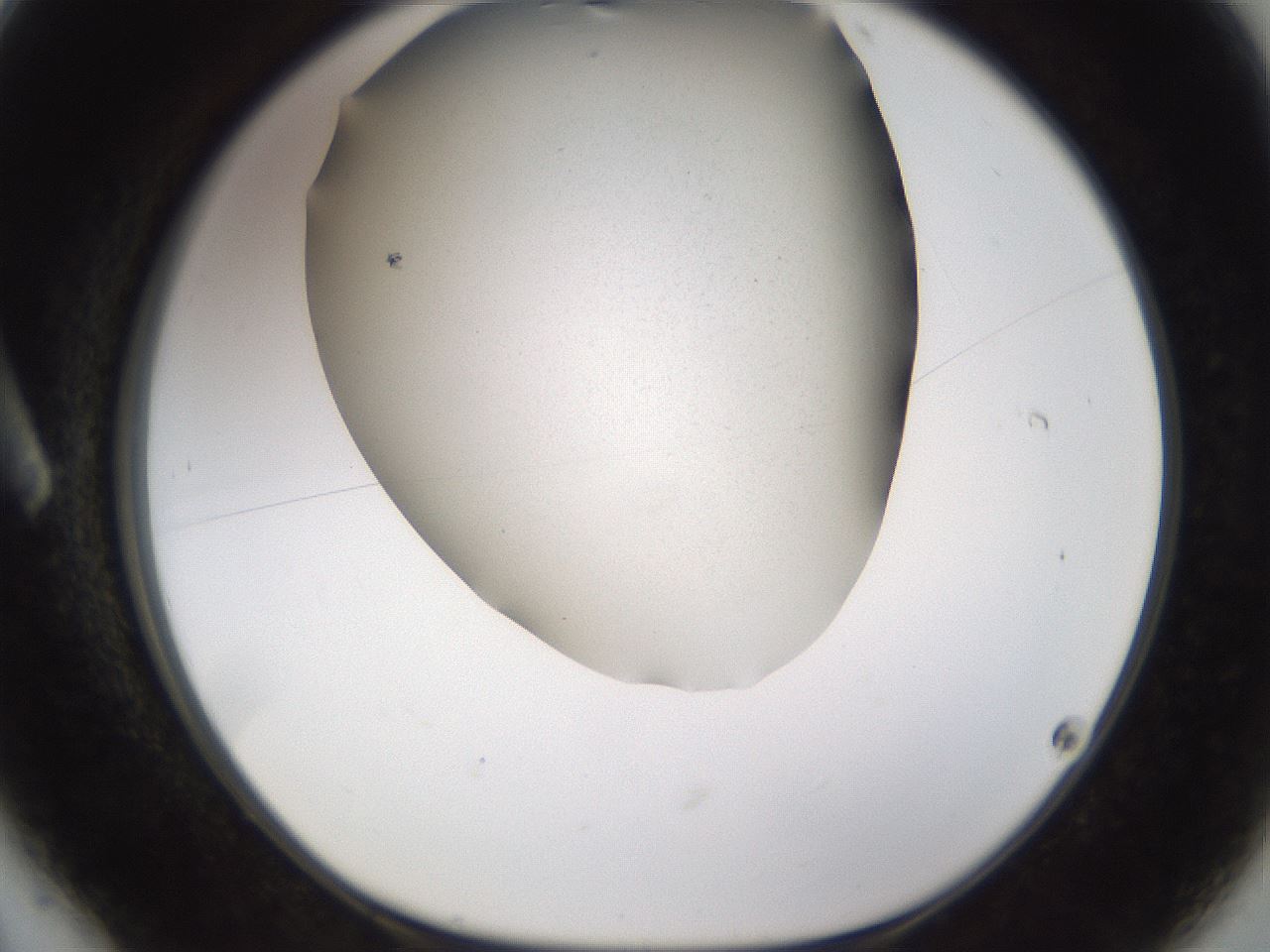 folderID309_plateID3309_batchID19474_wellNum6_profileID1_d1_r291256_ef.jpg