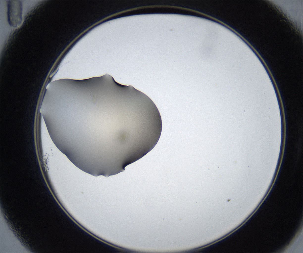 folderID316_plateID3316_batchID19949_wellNum11_profileID1_d2_r292035_ef.jpg