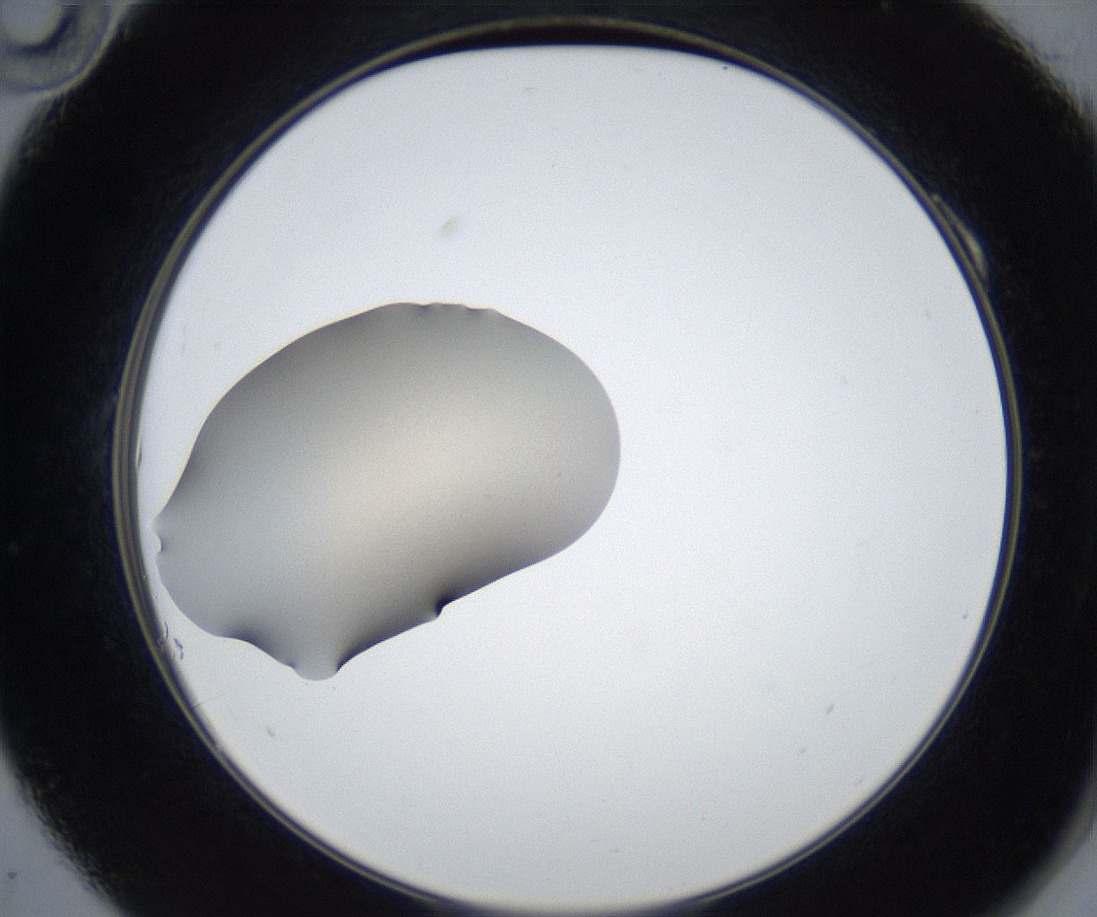folderID316_plateID3316_batchID20616_wellNum10_profileID1_d2_r292033_ef.jpg