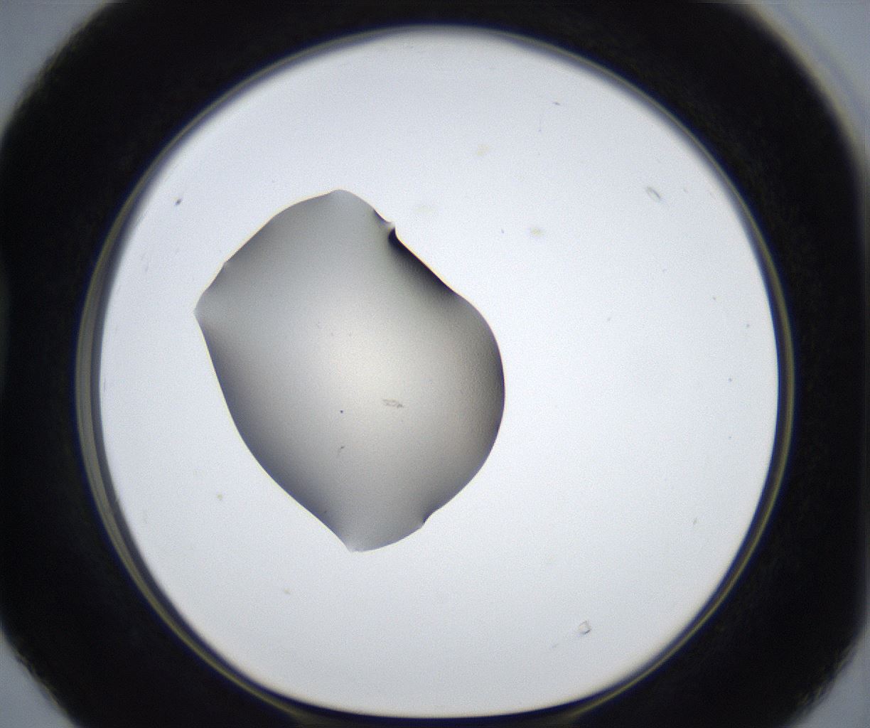 folderID317_plateID3317_batchID19089_wellNum40_profileID1_d1_r291516_ef.jpg