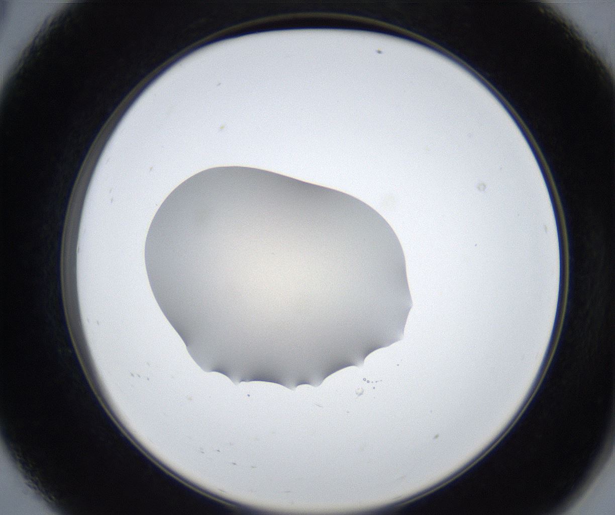 folderID317_plateID3317_batchID19786_wellNum8_profileID1_d2_r291453_ef.jpg
