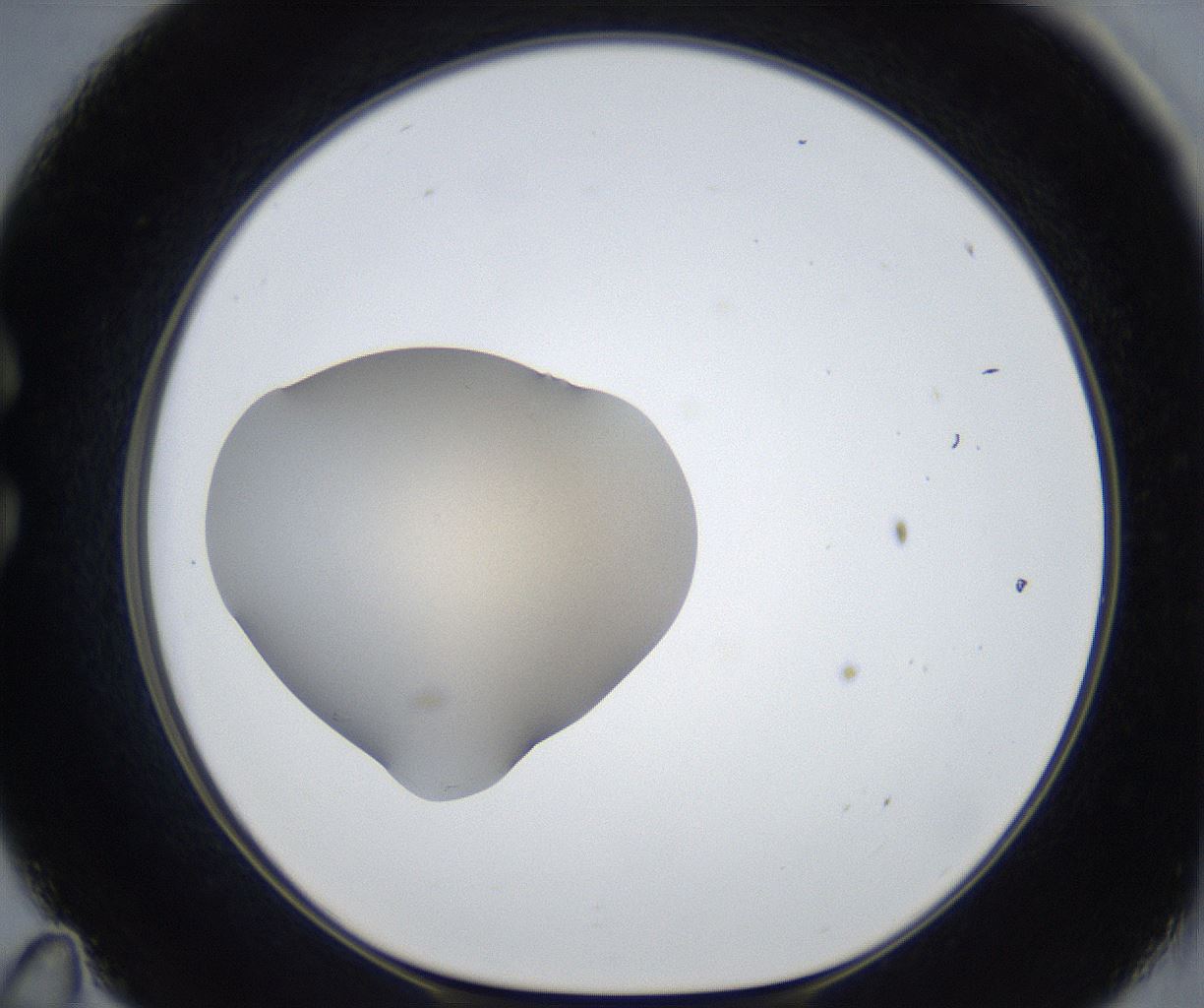folderID318_plateID3318_batchID19130_wellNum35_profileID1_d1_r292274_ef.jpg