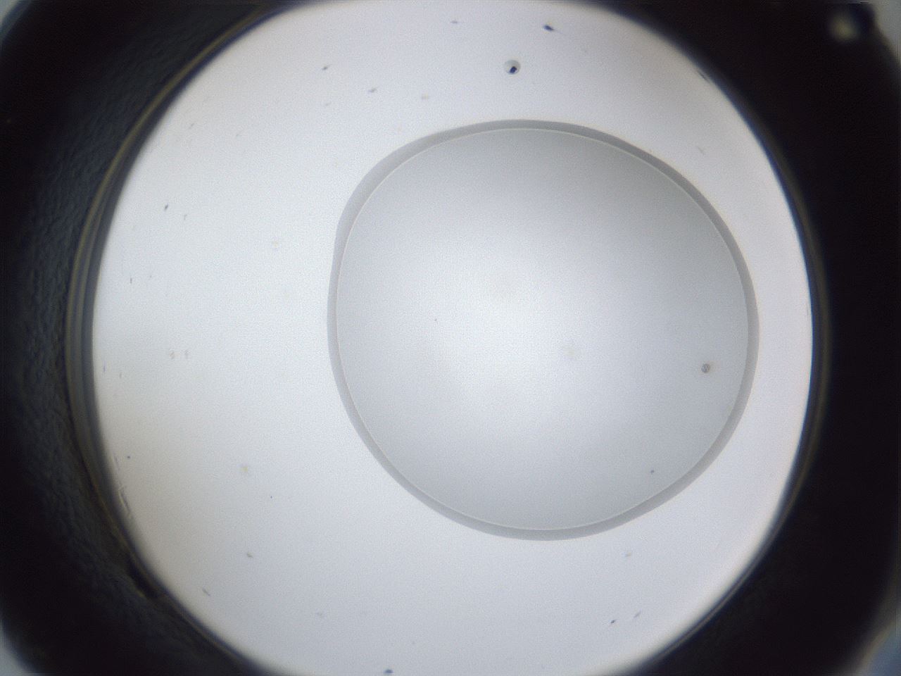 folderID31_plateID1031_batchID2458_wellNum69_profileID1_d2_r44461_ef.jpg