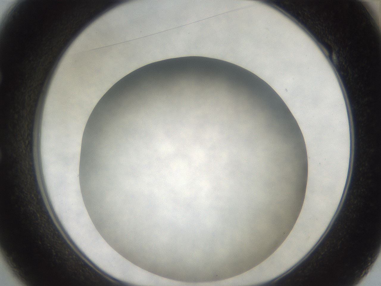 folderID321_plateID3321_batchID19025_wellNum49_profileID1_d1_r292505_ef.jpg
