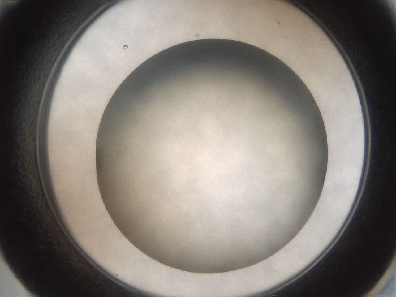 folderID321_plateID3321_batchID19025_wellNum59_profileID1_d2_r292526_ef.jpg