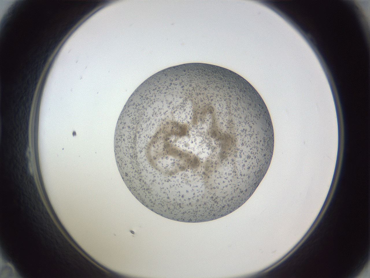 folderID327_plateID1327_batchID4337_wellNum23_profileID1_d1_r79614_ef.jpg