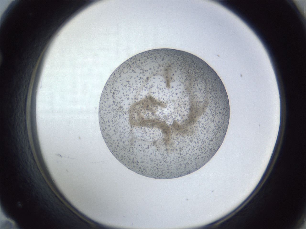 folderID327_plateID1327_batchID4740_wellNum71_profileID1_d1_r79662_ef.jpg