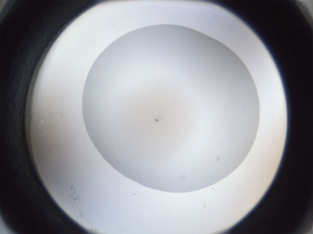 folderID32_plateID1032_batchID1891_wellNum78_profileID1_d2_r44671_ef.jpg