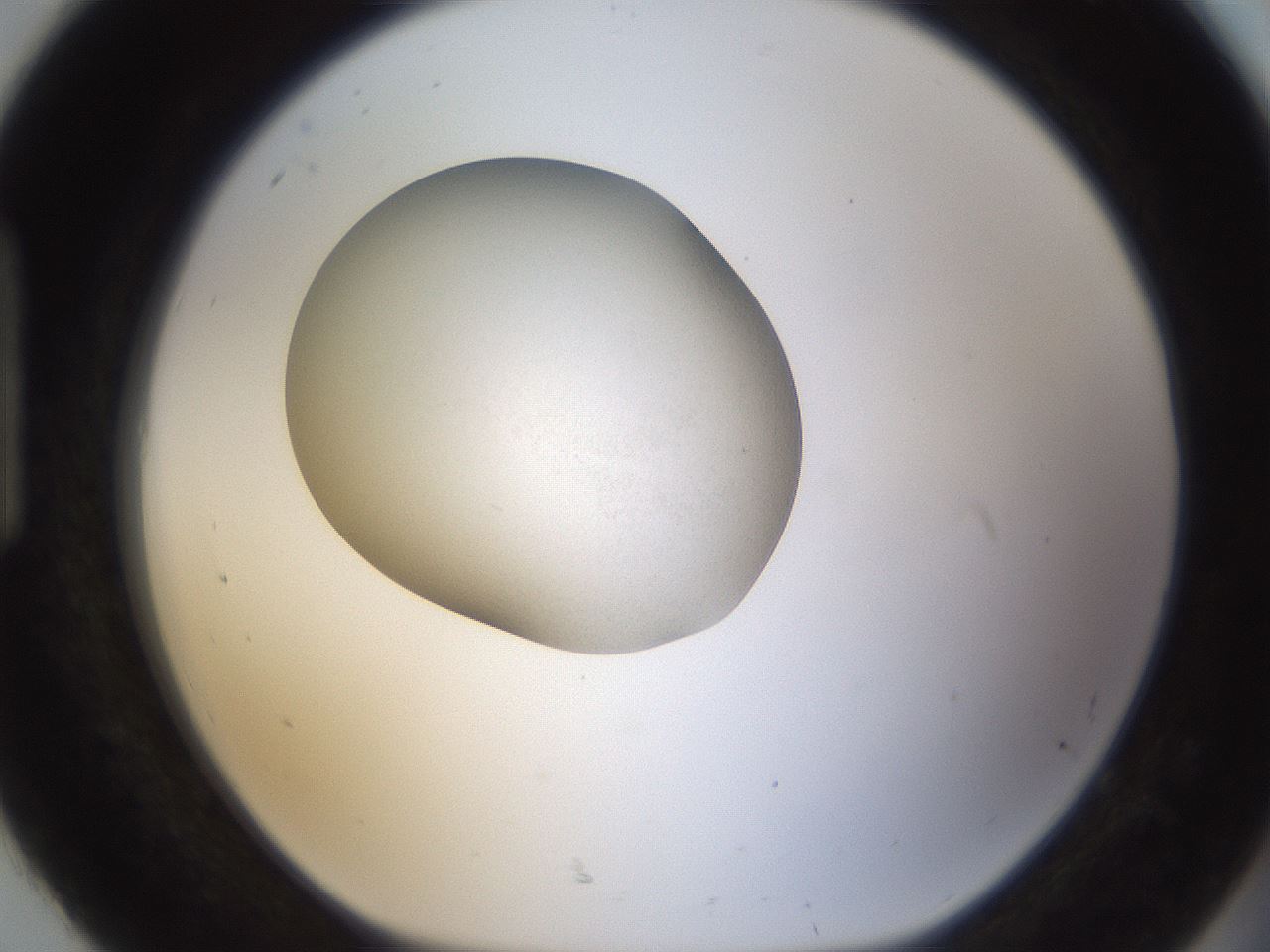 folderID330_plateID1330_batchID4251_wellNum92_profileID1_d1_r80259_ef.jpg