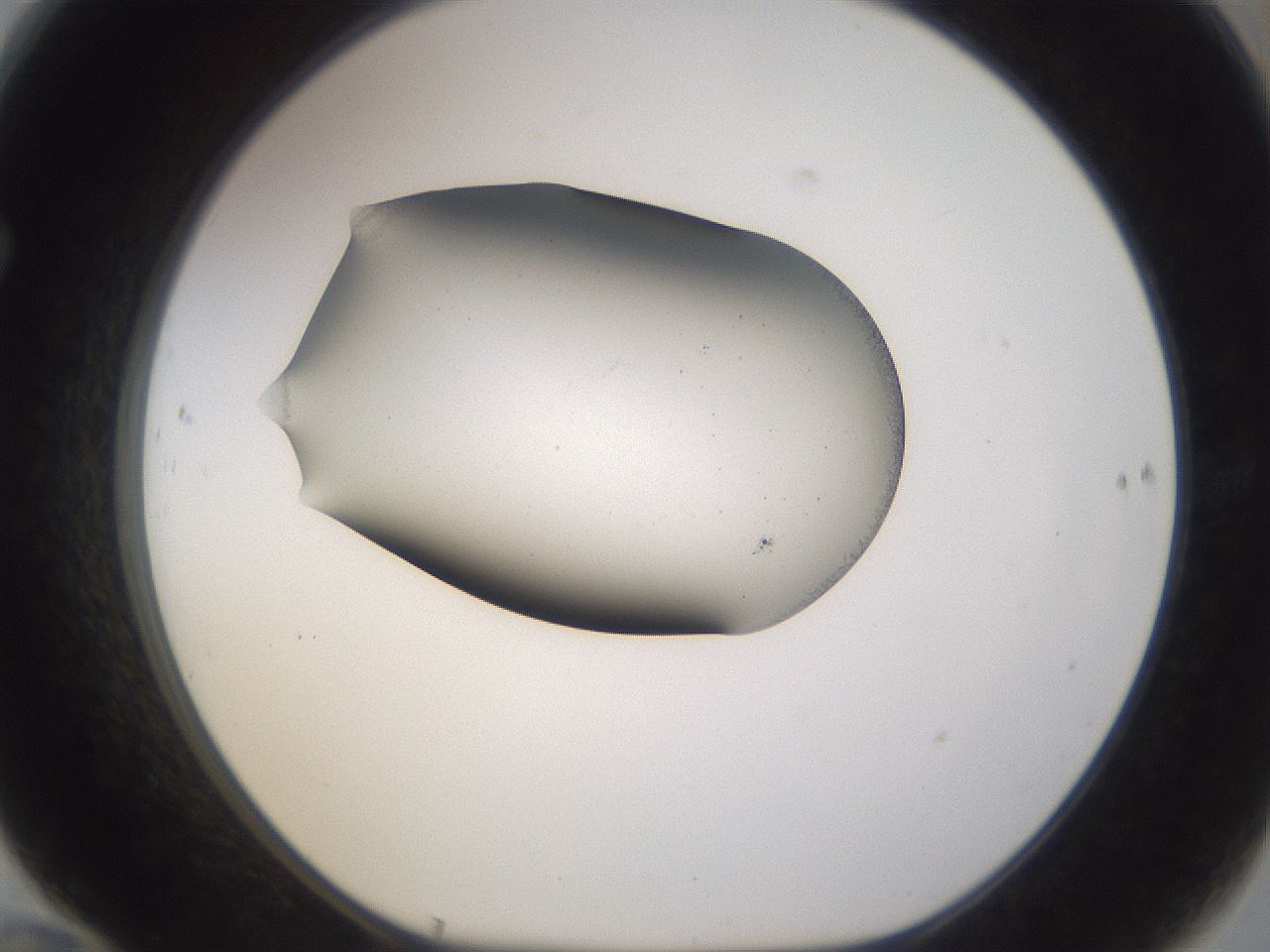 folderID337_plateID3337_batchID19354_wellNum70_profileID1_d1_r297174_ef.jpg