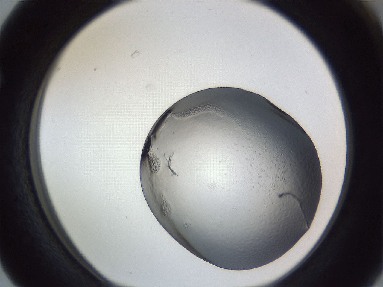 folderID345_plateID1345_batchID4442_wellNum63_profileID1_d1_r81060_ef.jpg