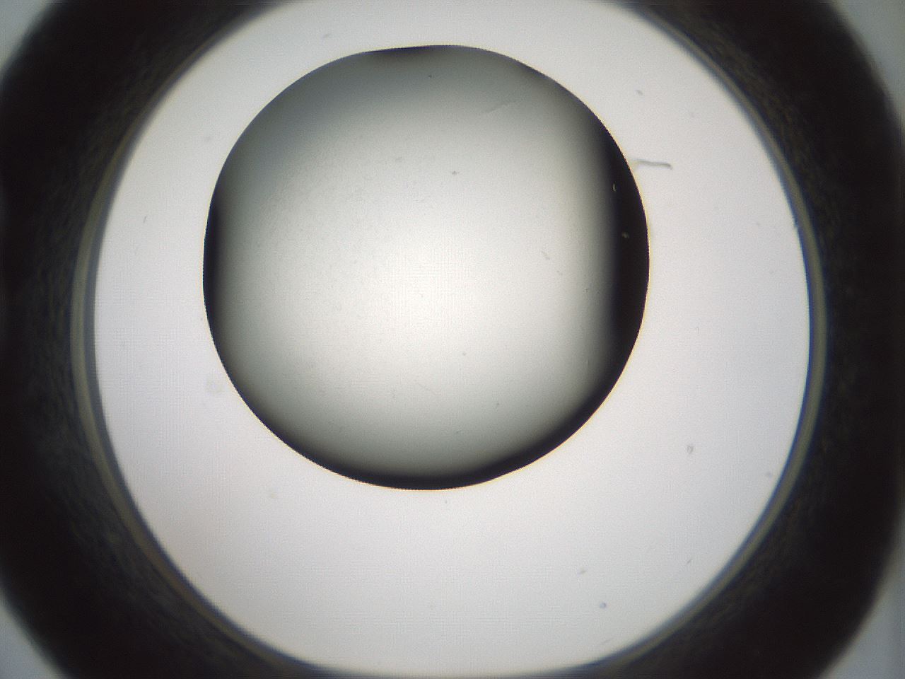 folderID347_plateID1347_batchID4763_wellNum21_profileID1_d1_r81248_ef.jpg