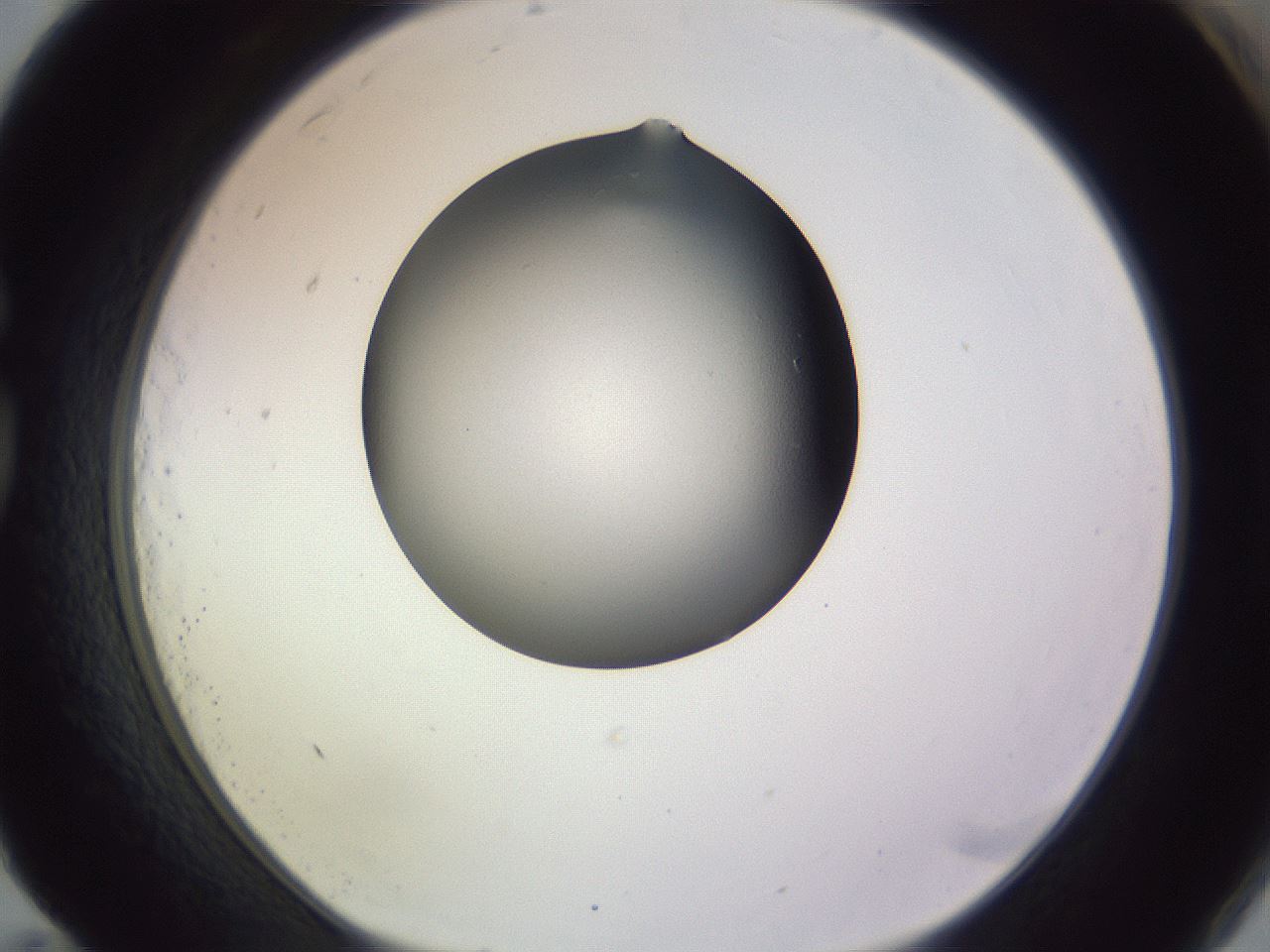 folderID348_plateID1348_batchID4914_wellNum83_profileID1_d1_r81214_ef.jpg