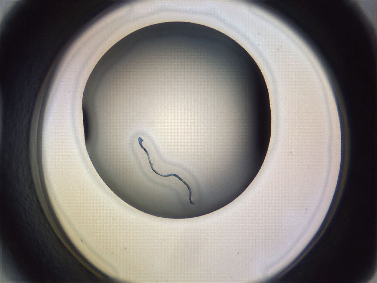 folderID348_plateID1348_batchID4485_wellNum41_profileID1_d1_r81172_ef.jpg