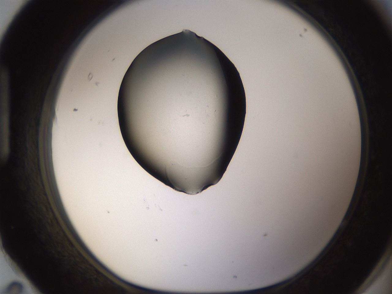 folderID357_plateID1357_batchID4771_wellNum95_profileID1_d1_r81994_ef.jpg