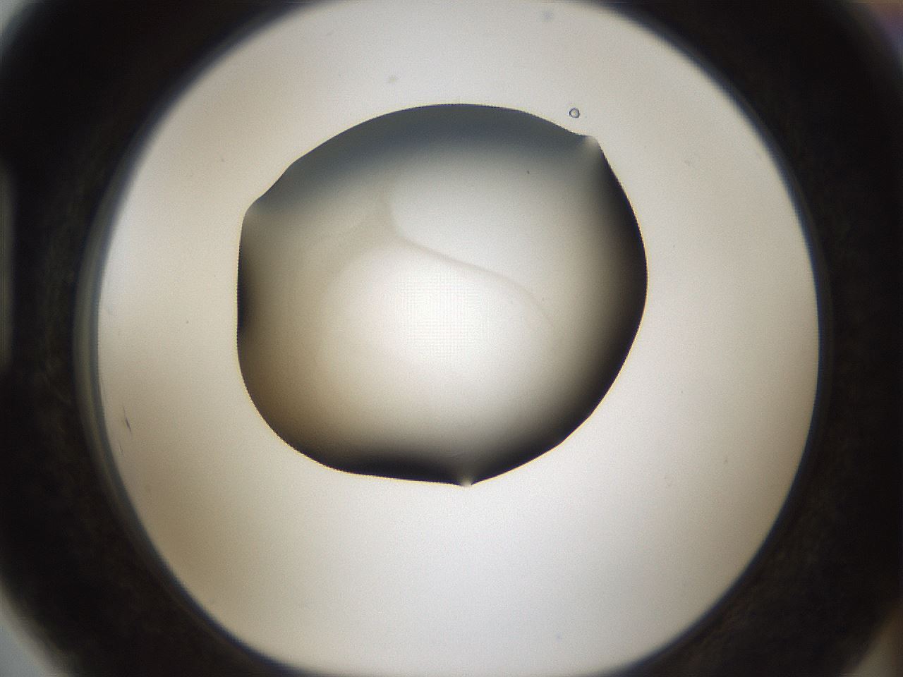 folderID35_plateID2035_batchID8994_wellNum89_profileID1_d1_r137077_ef.jpg