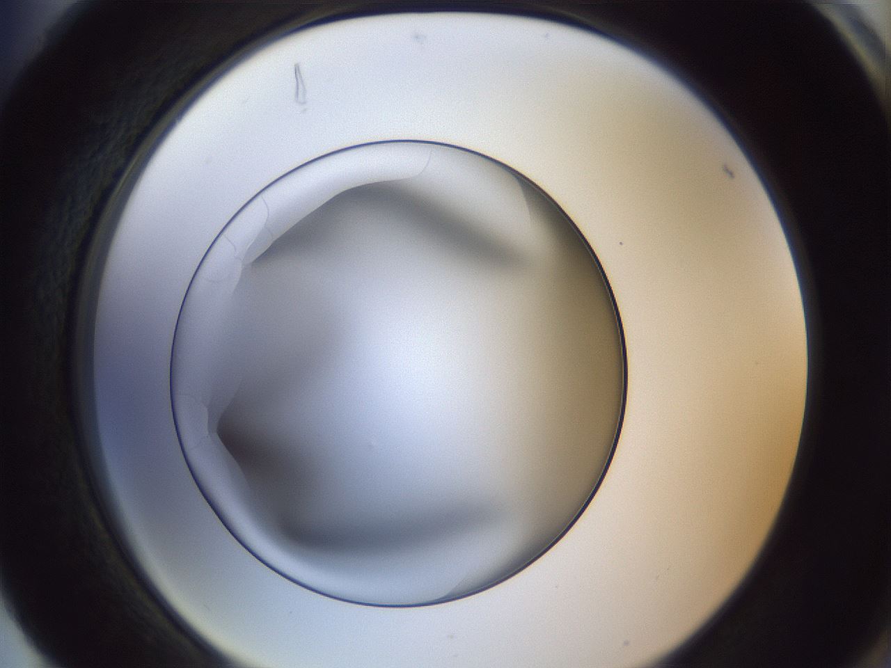 folderID364_plateID1364_batchID12321_wellNum88_profileID1_d2_r82751_ef.jpg