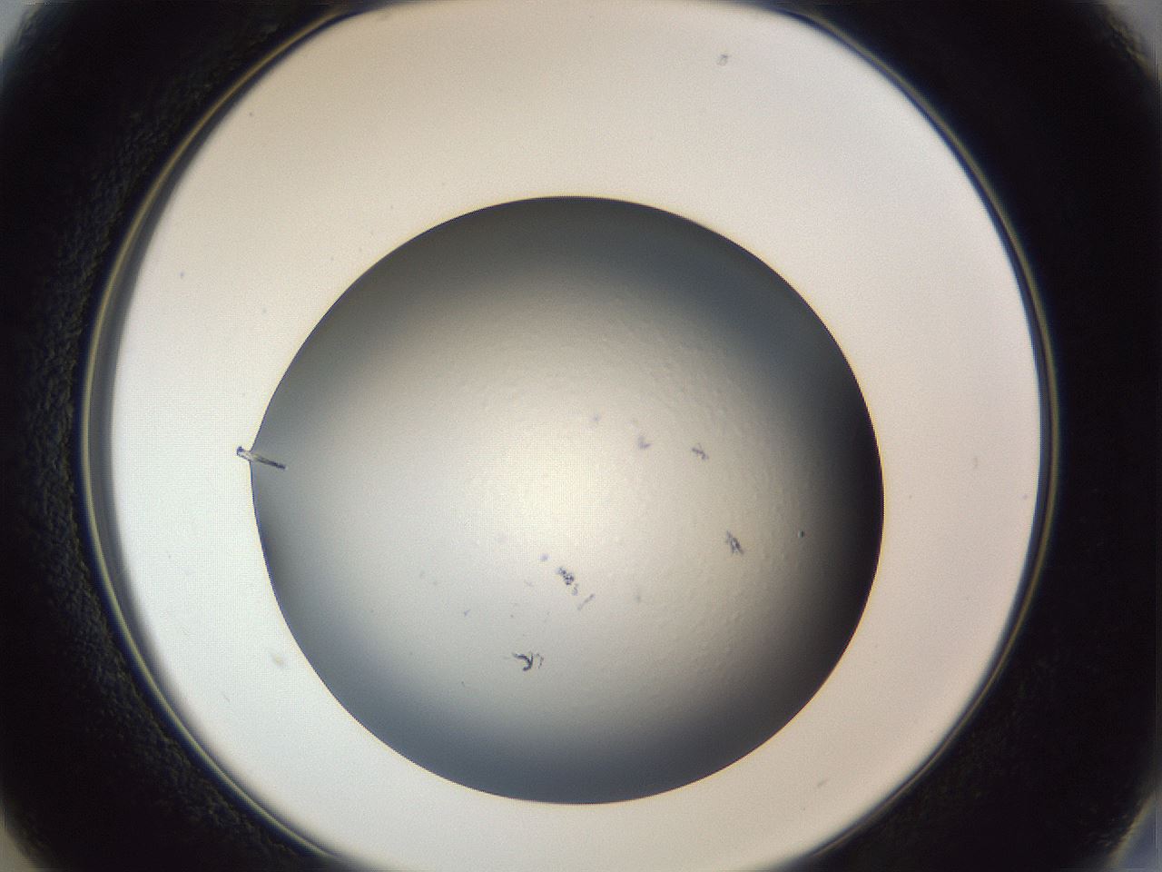 folderID364_plateID1364_batchID5416_wellNum13_profileID1_d2_r82601_ef.jpg