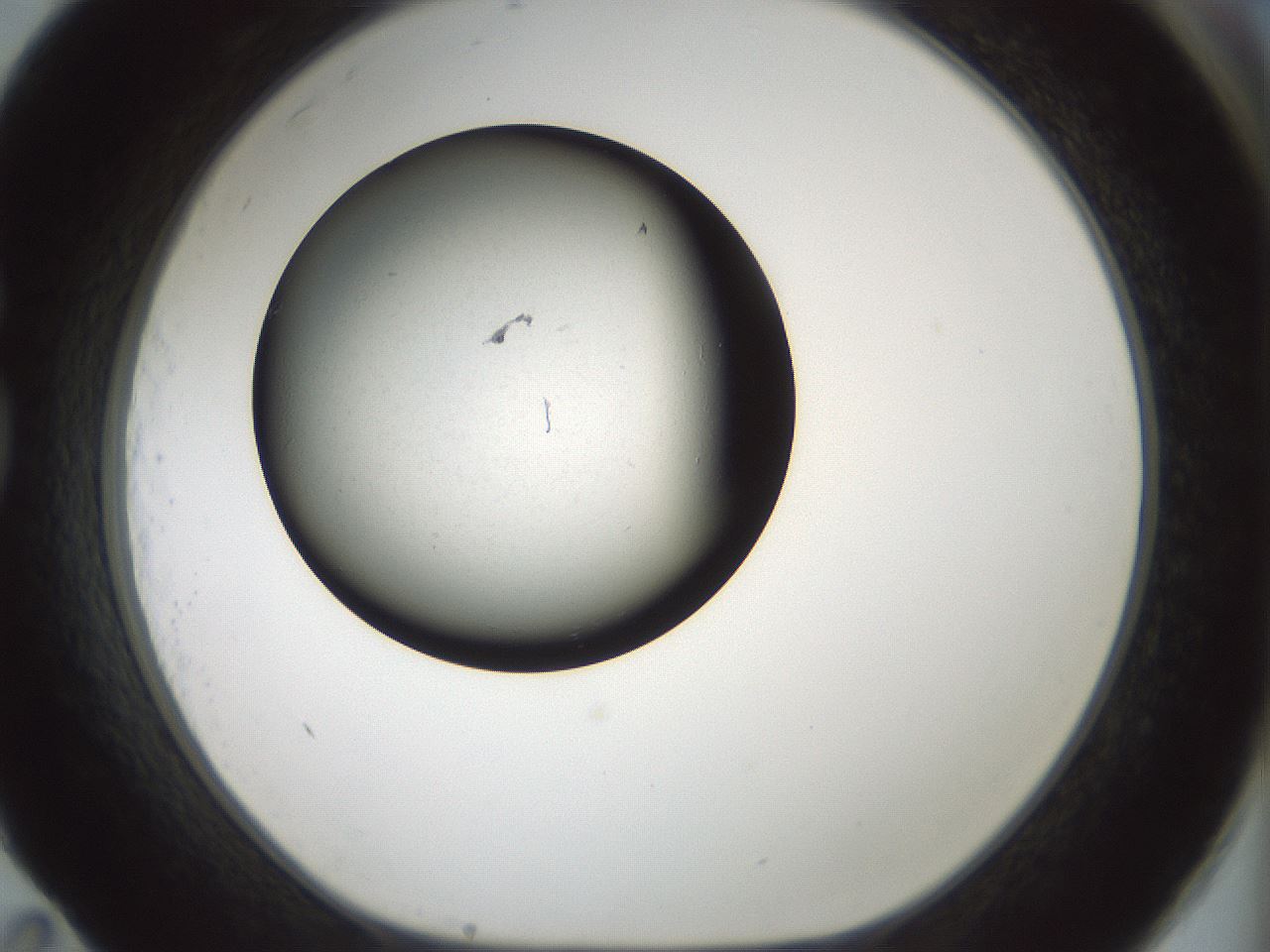 folderID365_plateID1365_batchID4614_wellNum83_profileID1_d1_r82850_ef.jpg