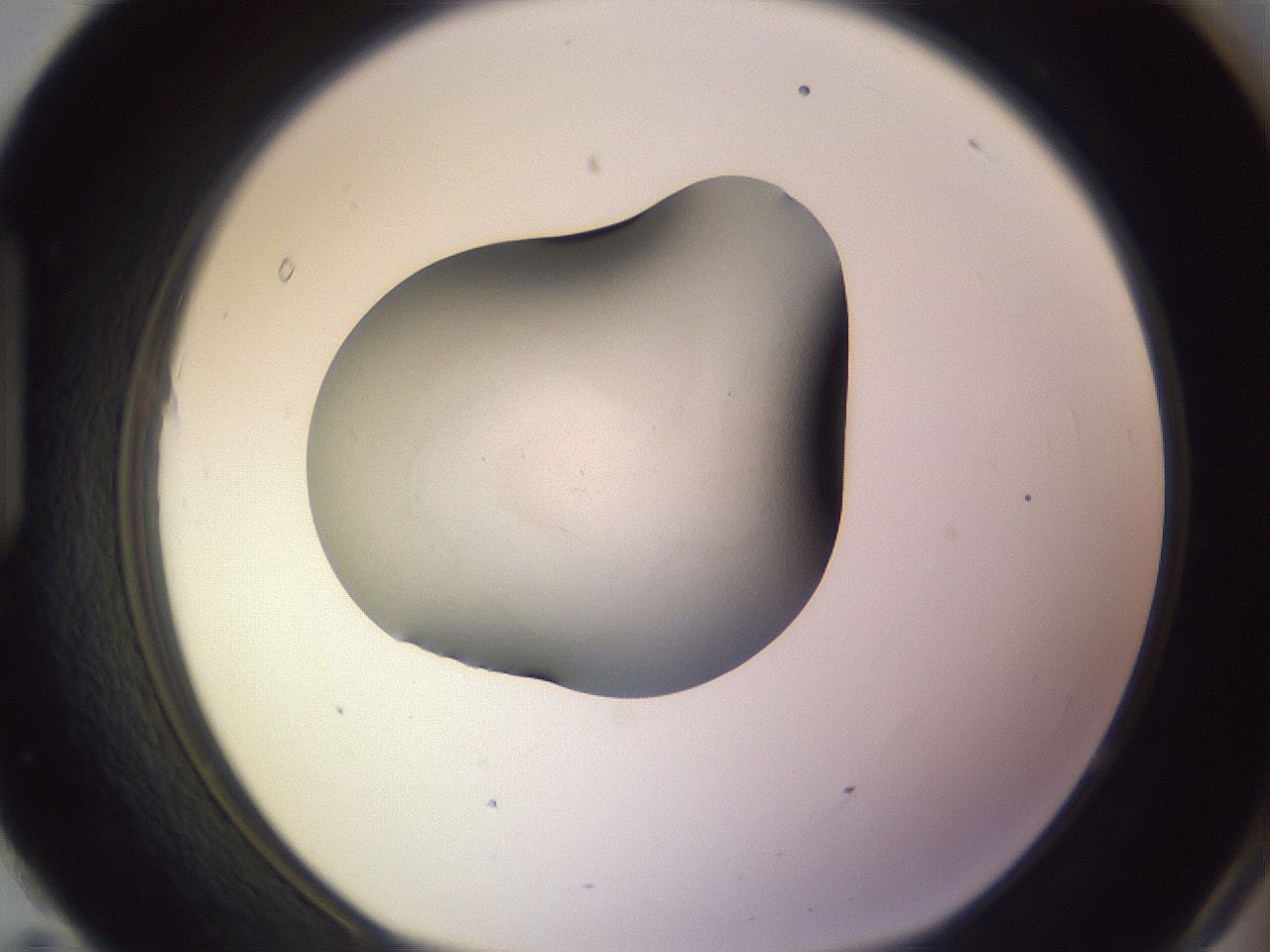 folderID359_plateID1359_batchID4537_wellNum95_profileID1_d1_r82186_ef.jpg