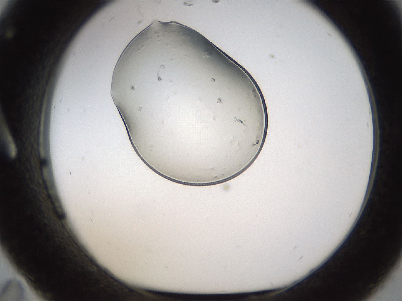 folderID367_plateID1367_batchID4608_wellNum11_profileID1_d1_r82980_ef.jpg