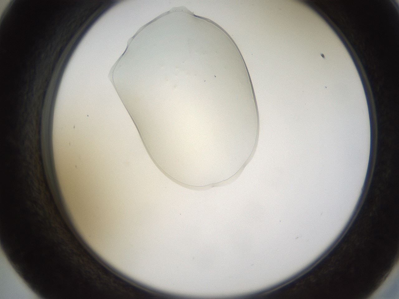 folderID367_plateID1367_batchID4809_wellNum57_profileID1_d2_r83073_ef.jpg