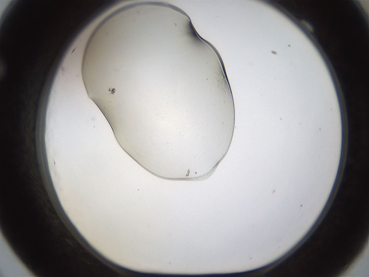 folderID367_plateID1367_batchID4608_wellNum69_profileID1_d1_r83096_ef.jpg