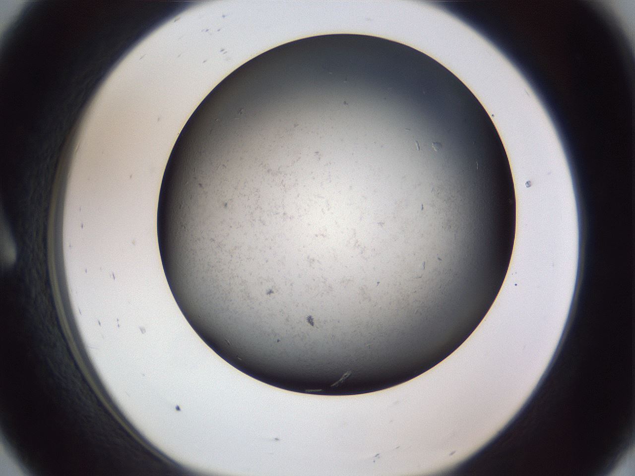 folderID369_plateID1369_batchID4597_wellNum8_profileID1_d1_r83255_ef.jpg