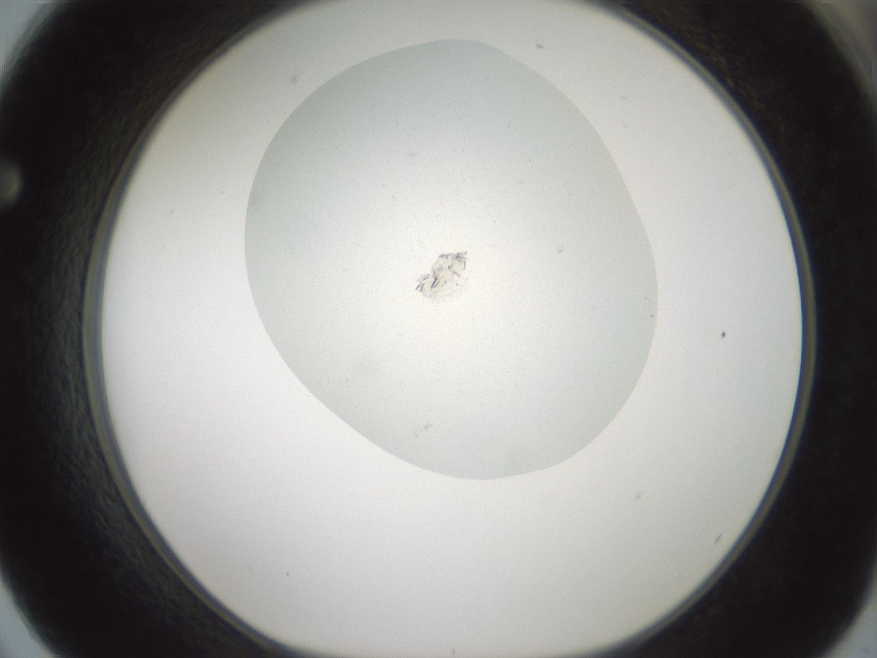 folderID371_plateID3371_batchID19779_wellNum62_profileID1_d1_r302093_ef.jpg