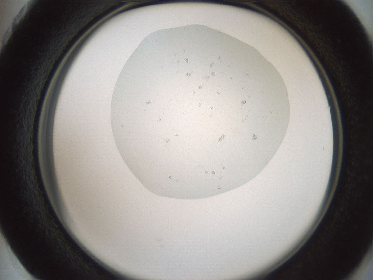 folderID371_plateID3371_batchID19915_wellNum73_profileID1_d2_r302116_ef.jpg
