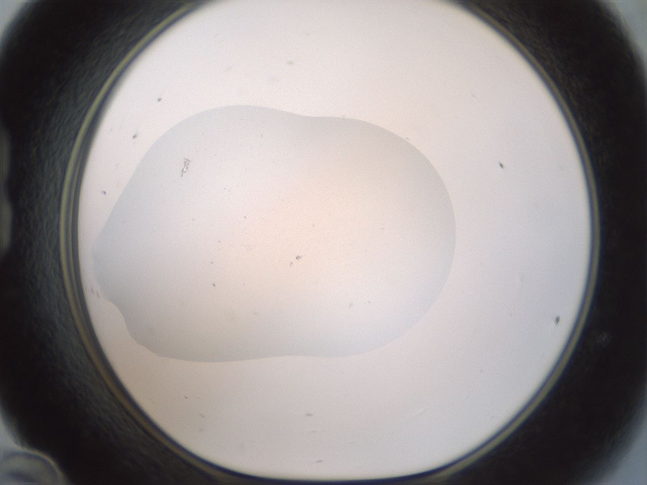 folderID371_plateID3371_batchID21725_wellNum24_profileID1_d1_r302017_ef.jpg