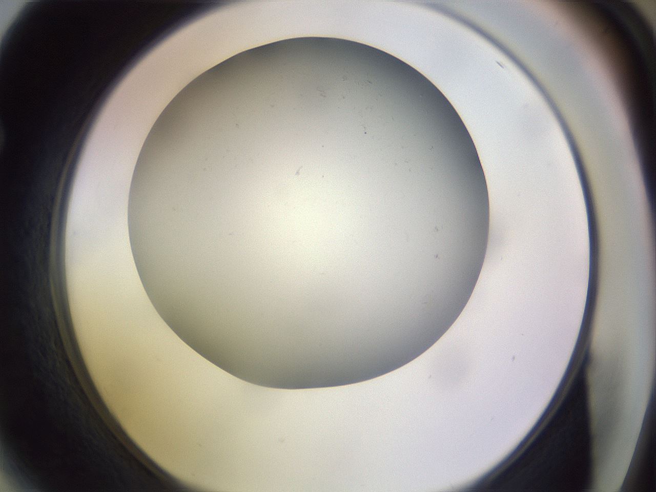 folderID372_plateID1372_batchID4604_wellNum64_profileID1_d1_r83407_ef.jpg