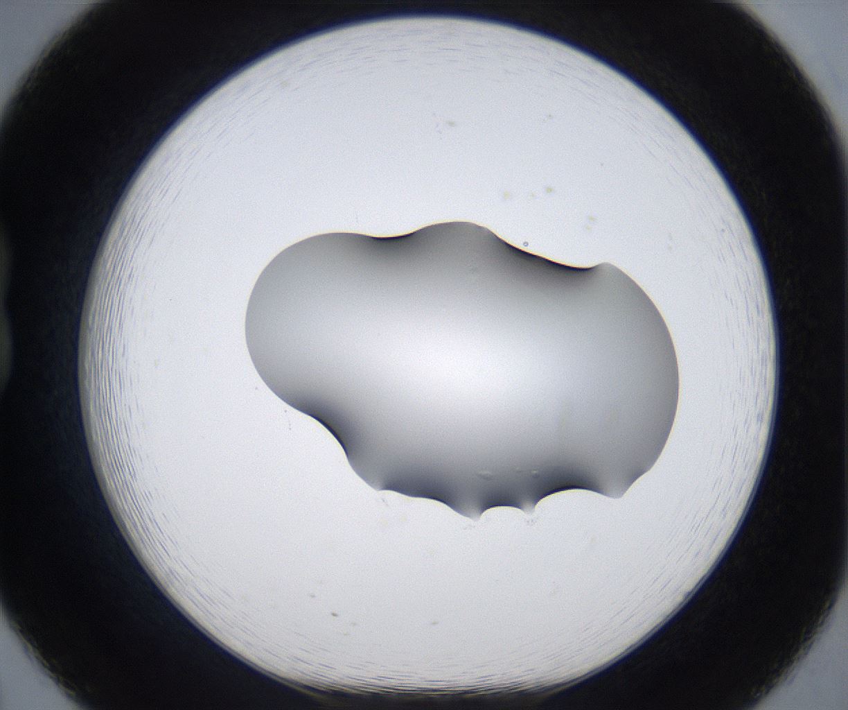 folderID373_plateID2373_batchID10988_wellNum20_profileID1_d1_r175286_ef.jpg
