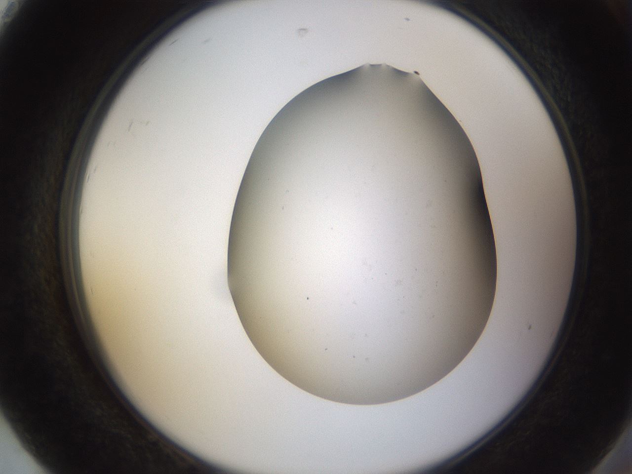 folderID373_plateID3373_batchID19598_wellNum92_profileID1_d2_r299754_ef.jpg