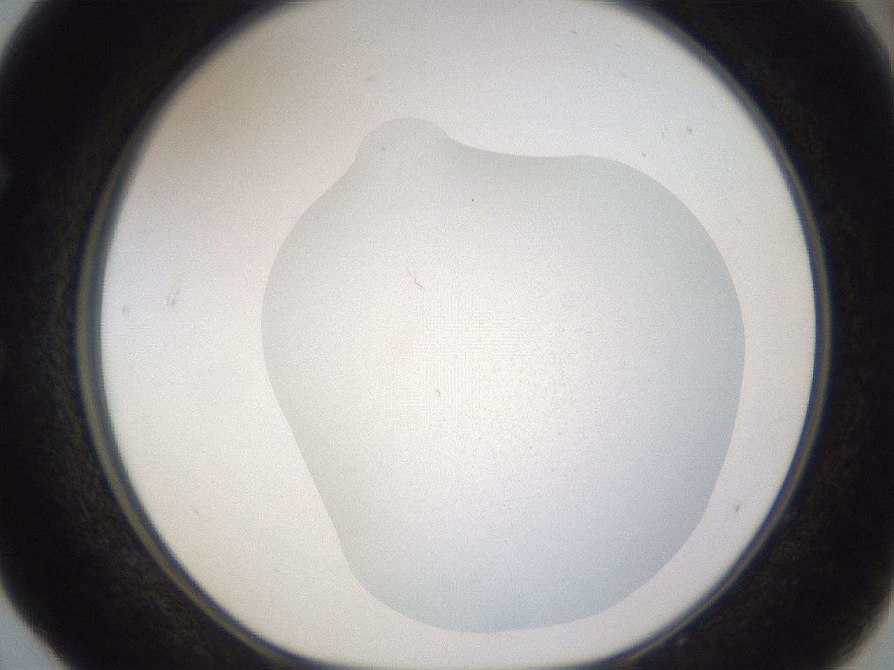 folderID373_plateID3373_batchID19669_wellNum52_profileID1_d1_r299673_ef.jpg