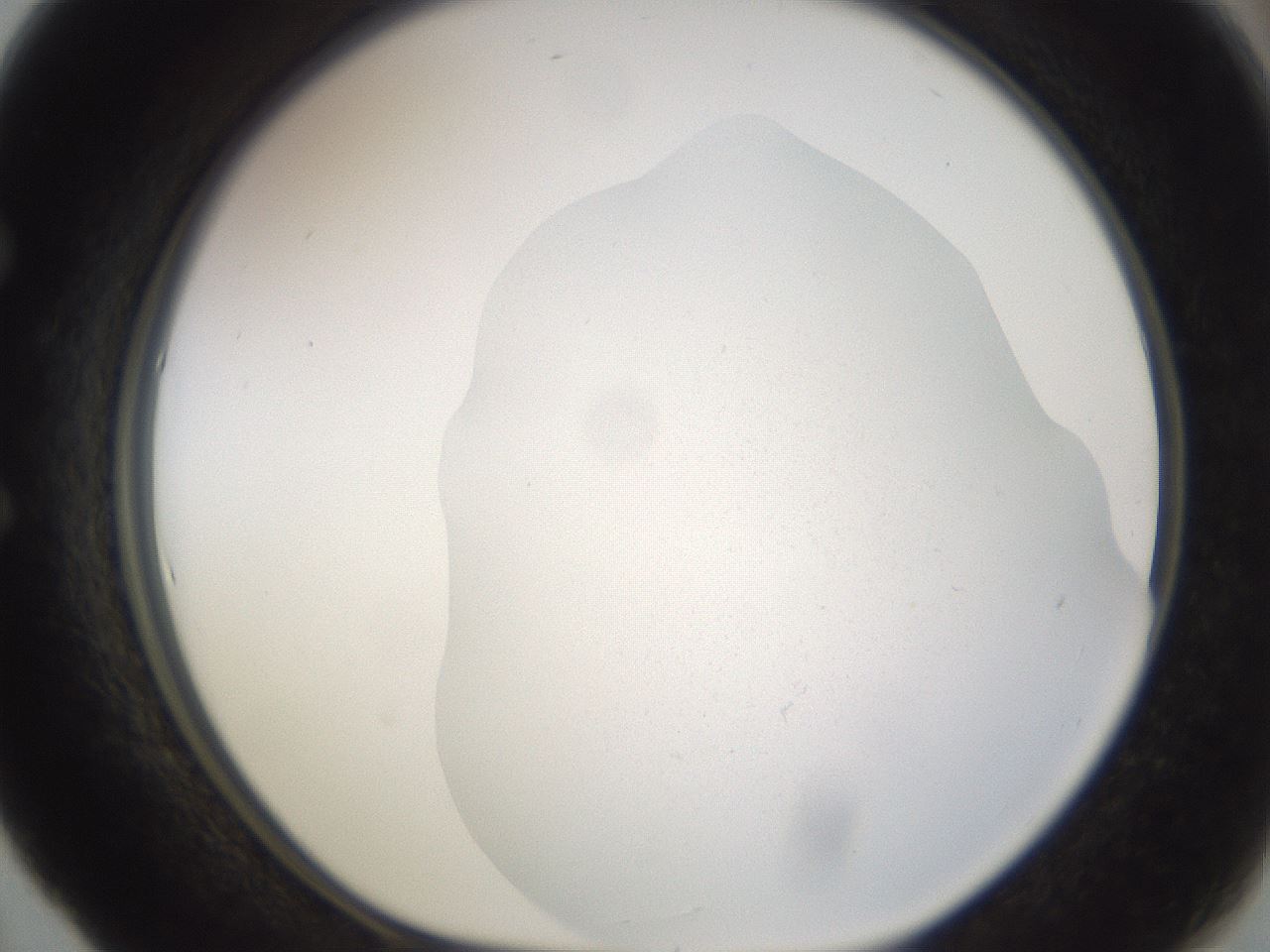 folderID373_plateID3373_batchID19778_wellNum53_profileID1_d1_r299675_ef.jpg