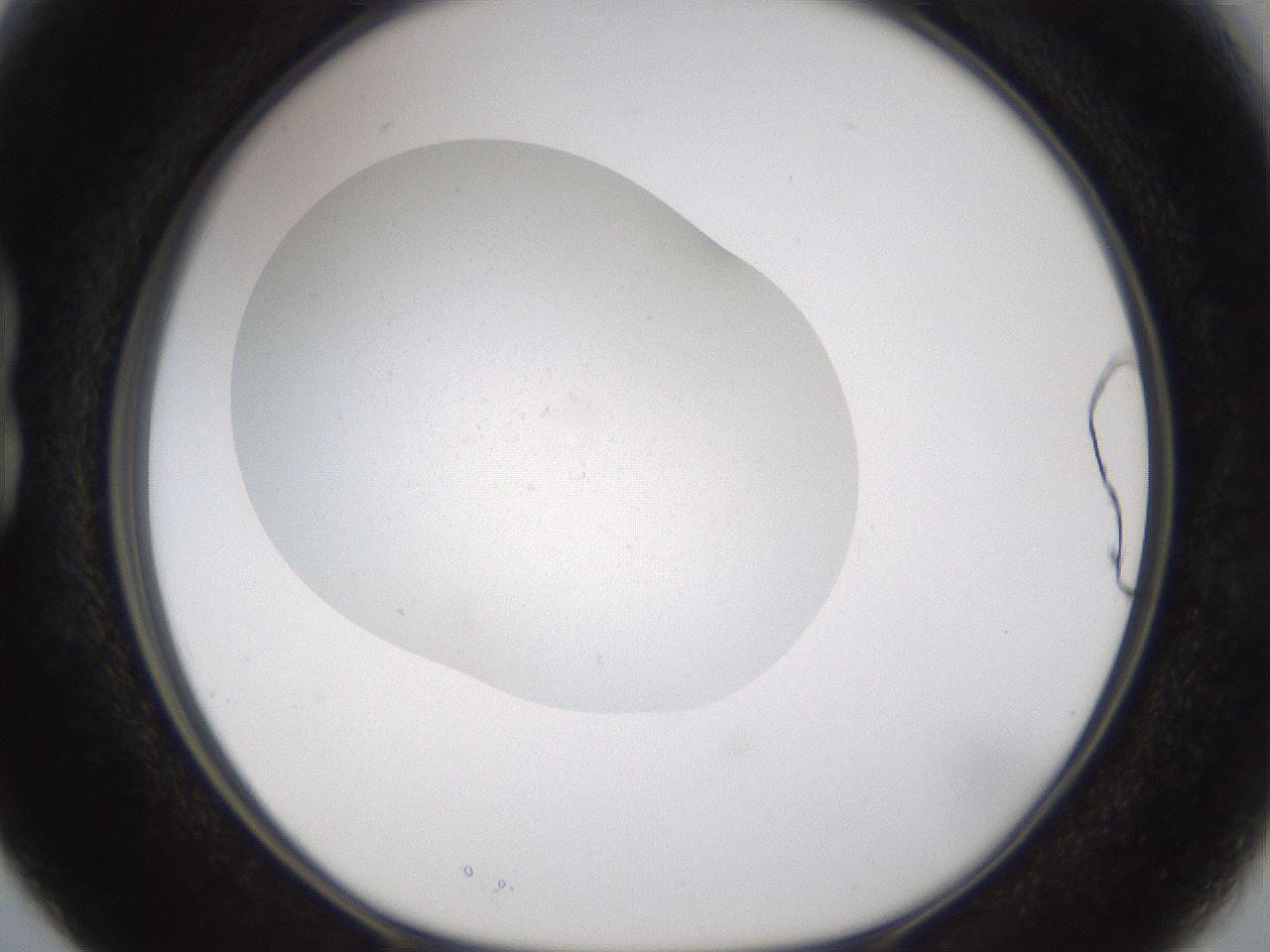 folderID373_plateID3373_batchID21726_wellNum15_profileID1_d1_r299599_ef.jpg