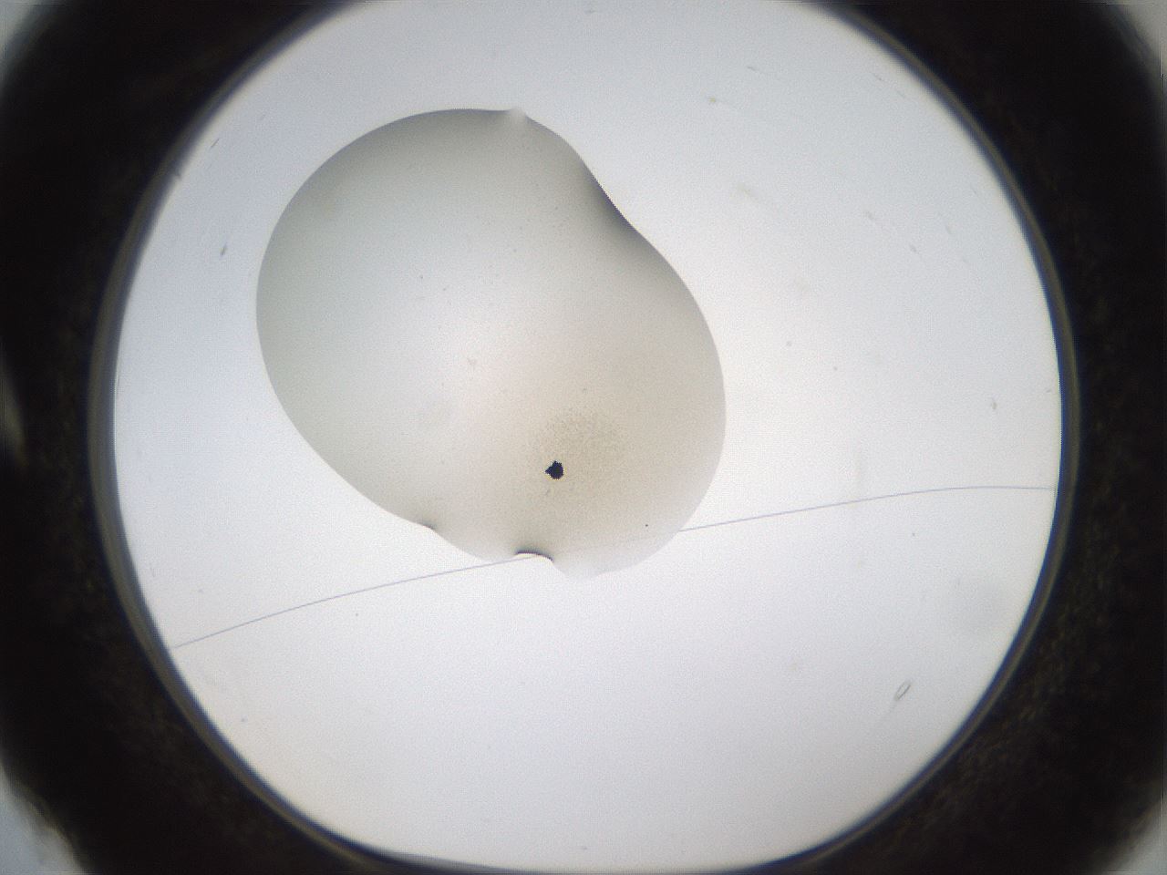 folderID374_plateID1374_batchID5163_wellNum4_profileID1_d1_r83635_ef.jpg