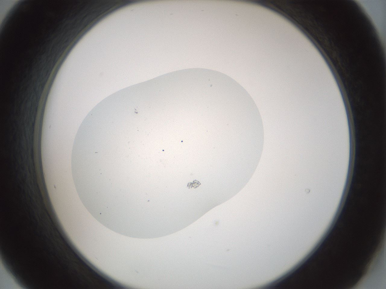 folderID376_plateID3376_batchID19735_wellNum21_profileID1_d2_r302219_ef.jpg