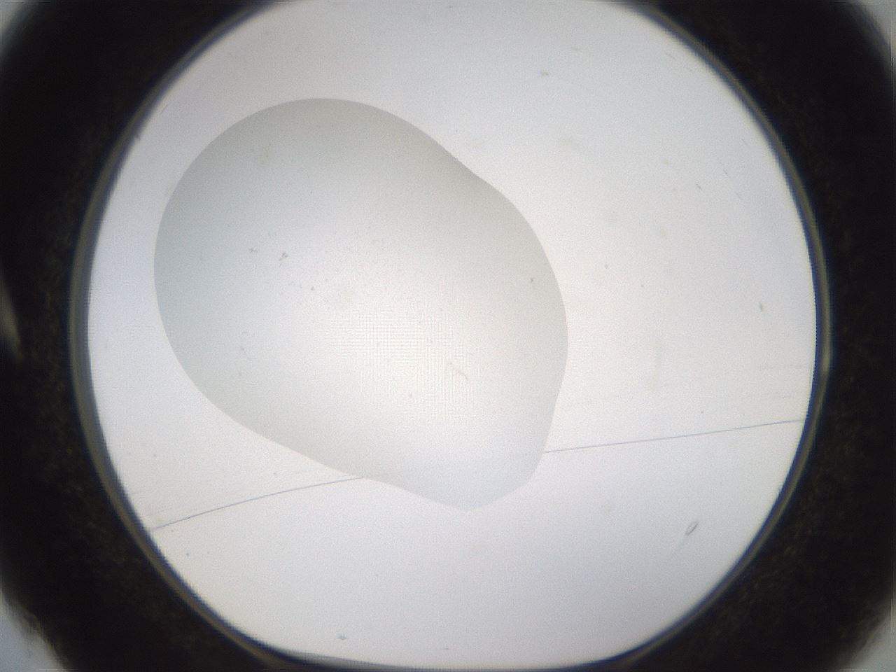 folderID377_plateID3377_batchID20103_wellNum4_profileID1_d1_r299961_ef.jpg