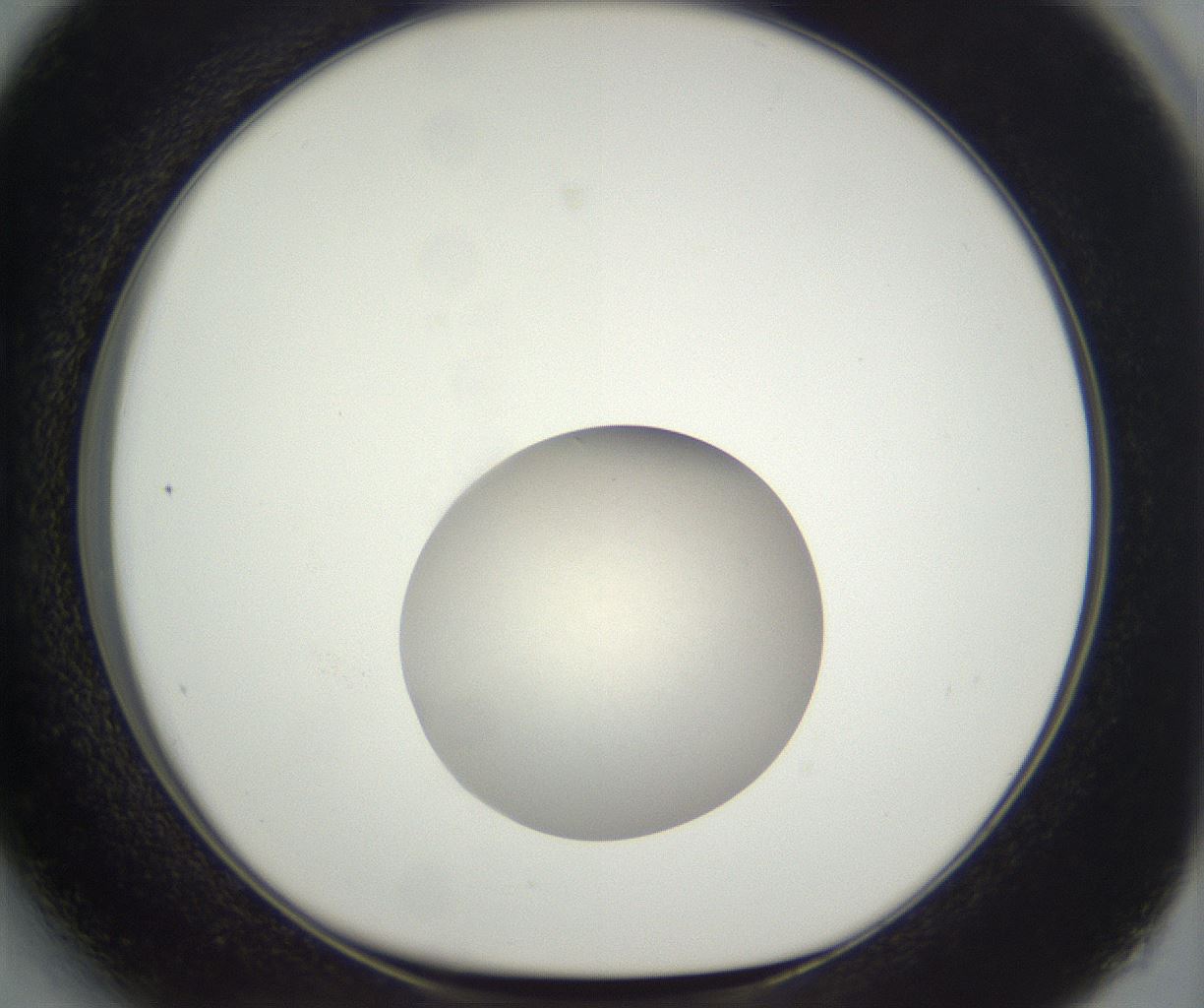 folderID381_plateID3381_batchID19761_wellNum27_profileID1_d1_r299213_ef.jpg